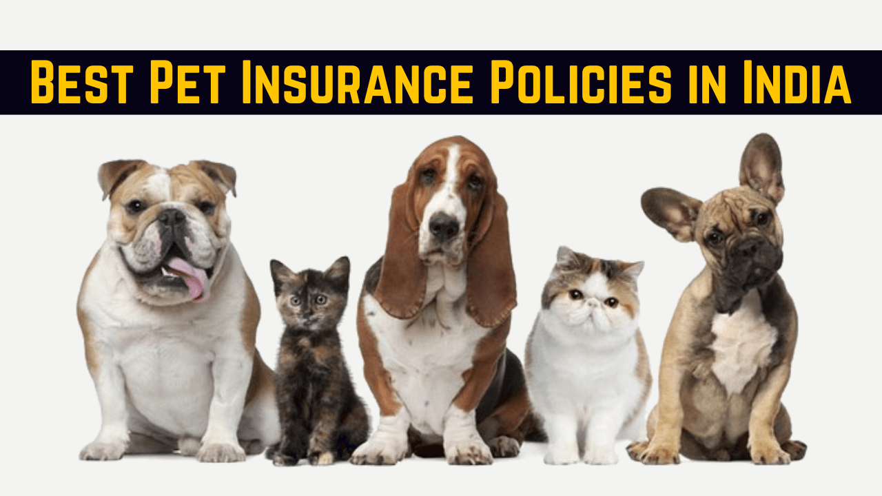 Best Pet Insurance Policies in India